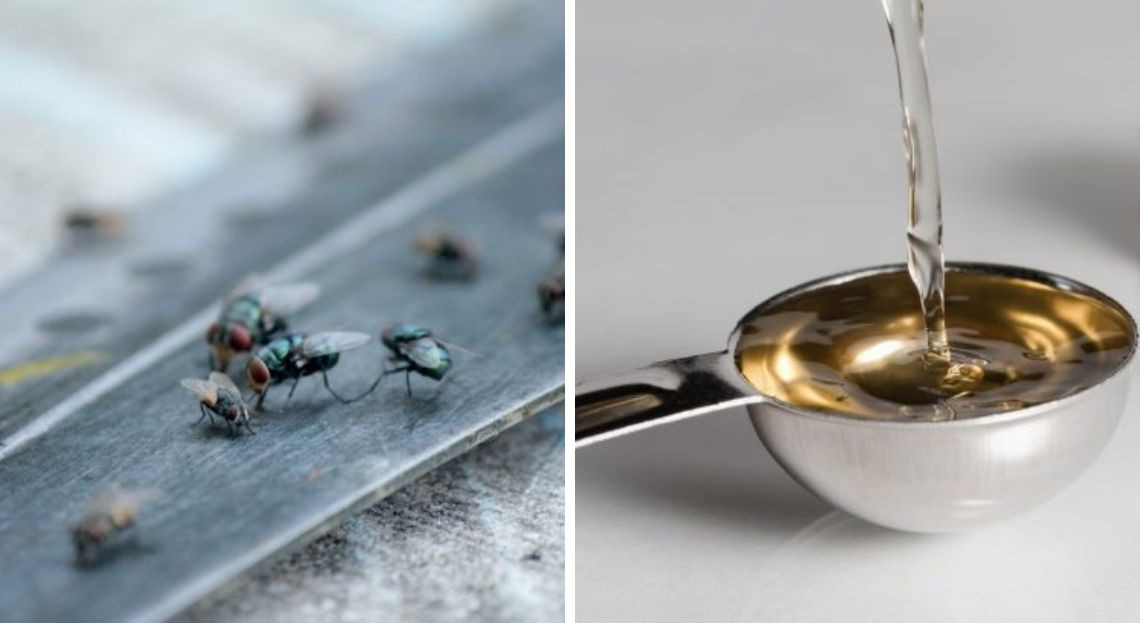 Est-ce que le vinaigre repousse les mouches ?