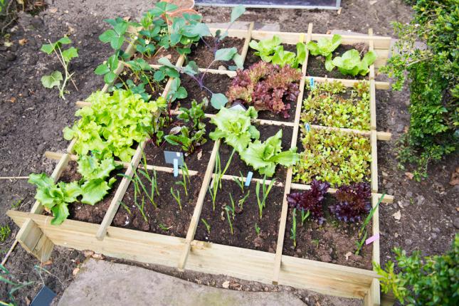 Comment organiser un petit potager dans un petit jardin ?